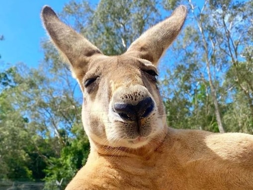 【癒し】おっさん？ 貫禄たっぷりのパパカンガルー……動物の人気投稿トップ5