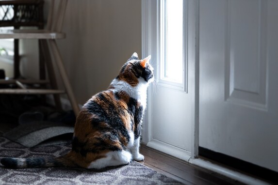 猫が玄関で待っている理由３つ！いつからそこで待機しているの？