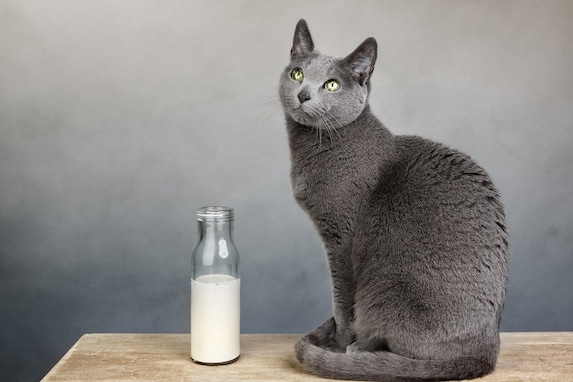 猫に危険なミルクの特徴３つ！与えるときの重要な注意点とは