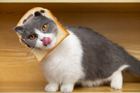 猫にとってパンは危険！その理由や危険症状・予防策