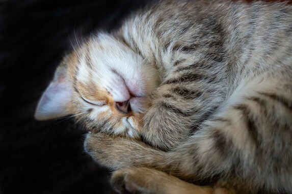 猫が体を丸めて眠るのはなぜ？４つの意味