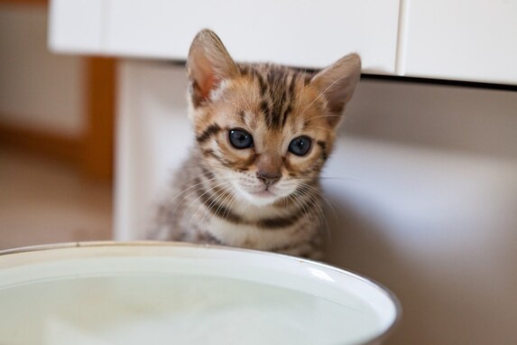 なかなか水を飲んでくれない猫に水を飲んでもらう４つの工夫