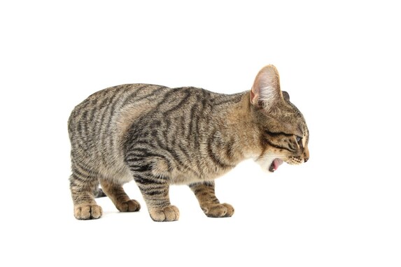 猫の寿命を縮める嘔吐とは？見極めのポイントと予防策