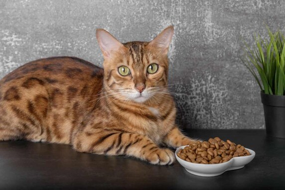猫の食事中のマズいサイン３つ！美味しいときとの違いとは？