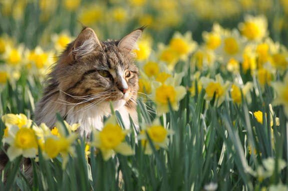 猫の寿命を縮める春の花４選！食べると起こる危険なトラブルとは？