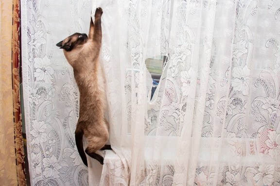 猫はどうしてカーテンに登るの？３つの理由と防止策
