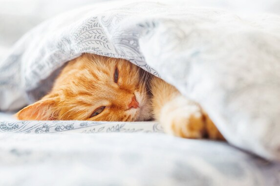 猫が雨の日によく眠るのはなぜ？３つの理由