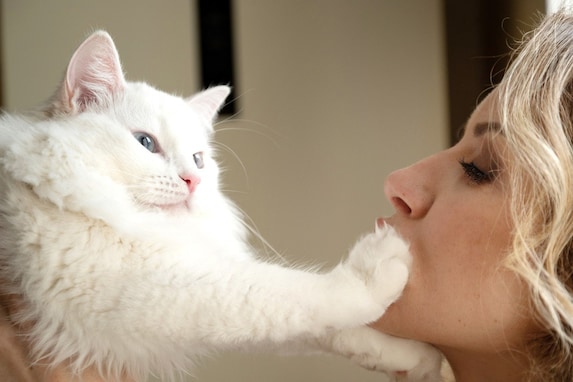 猫が飼い主の顔に手を伸ばす心理４つ！喜んでもらえる応え方とは？