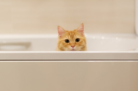 猫をお風呂好きにする方法とは？５つのアイデア