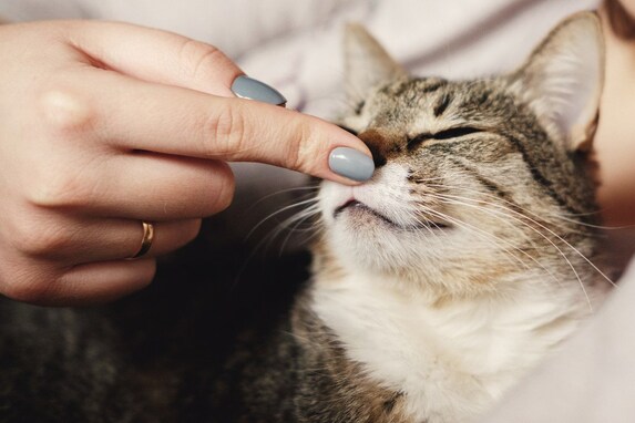 猫に愛情が伝わるコミュニケーション方法５つ！コツや理由もあわせて解説