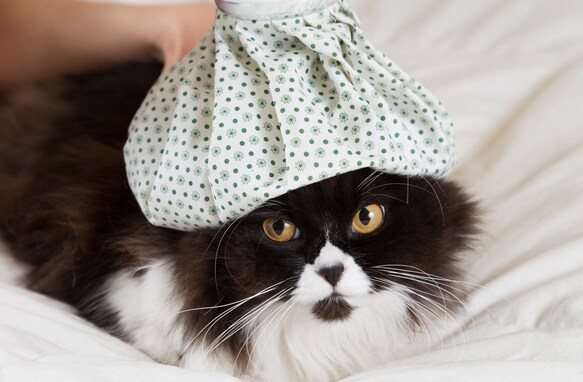 熱中症になりやすい猫の特徴５つ。予防策と日頃から気を付けたいこと