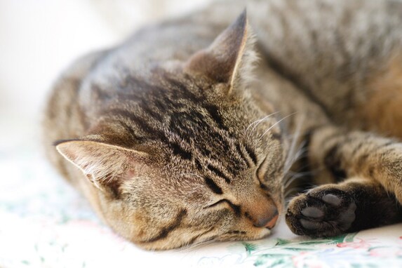 室内飼育の猫が亡くなる前に見せる行動とその理由５つ
