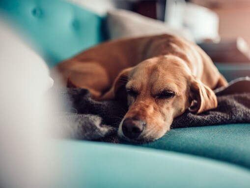 犬がしんどい時の寝方とは？気をつけたい眠りの症状と対処法