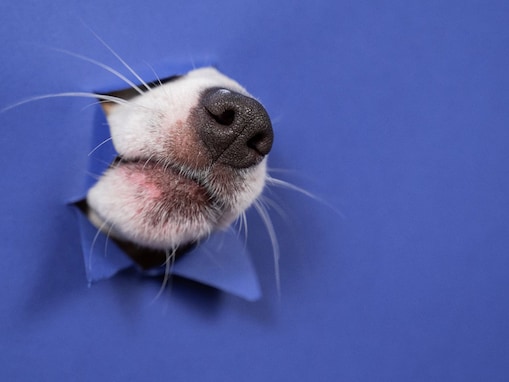 犬が鼻を鳴らす心理７選！「フンッ」「ピーピー」「グーグー」それぞれの音による意味とは？