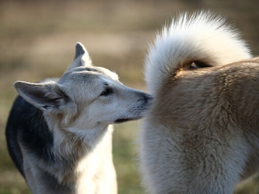 犬同士でおしりを嗅ぎ合う理由５つ！犬界の”名刺交換”のようなものって本当？