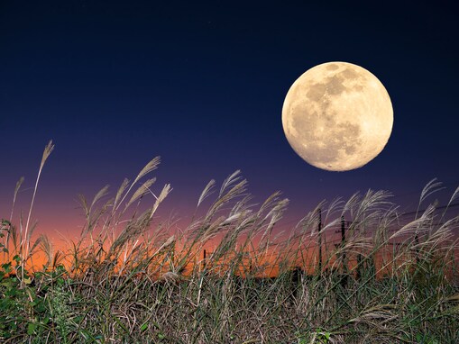 9月29日「中秋の名月」は寅の日と重なる超開運日！ 「やるといいこと」は？