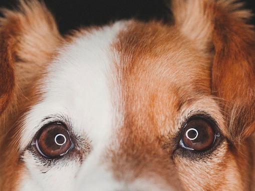 犬の目がウルウルしている５つの理由　実は危ないワケに「病気の可能性もあるのか」「対処法は？」