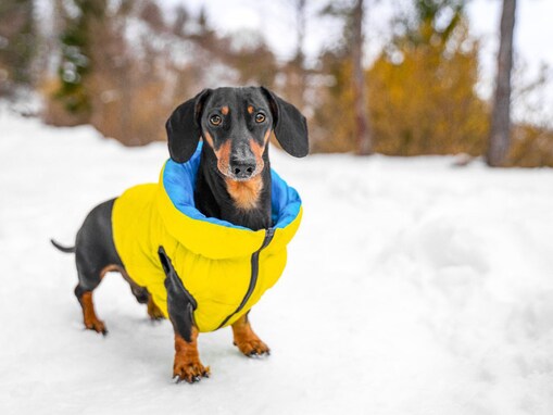 犬の冬の散歩でしてはいけない絶対NG行為５選