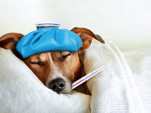 犬が”高熱”になっている時のサイン３選　病院に連れて行く目安や対処法
