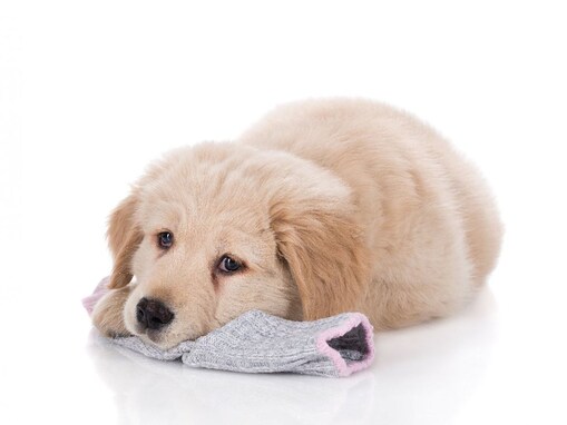 犬が靴下を好んで嗅ぐのはなぜ？　その理由に「嬉しいやら悲しいやら…」「複雑な気持ち」