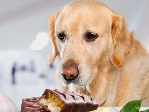 犬にとって危険な”おやつ”５選！与えてはいけない理由と食べた時の対処法