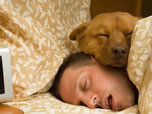 犬が人の上に乗って眠る理由４つ！良い信頼関係が築けているかも