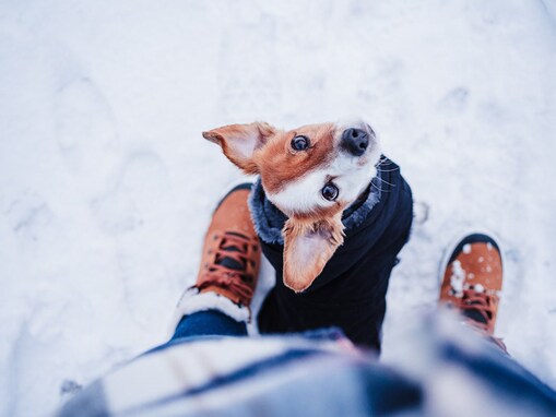 犬の足って冬は寒いの？人との違いや靴の必要性とは？