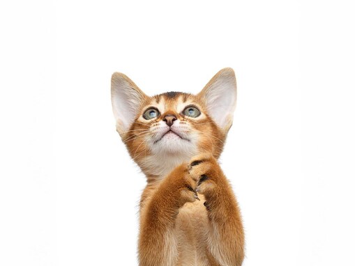 猫のかわいい「お祈りポーズ」よくやる４つのシーンと、そのときの猫のキモチ