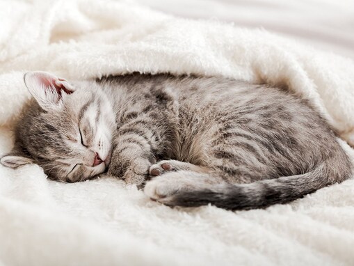 猫も「夢」を見るの？そう思いたくなる猫が寝ているときの行動と、推測される夢の内容