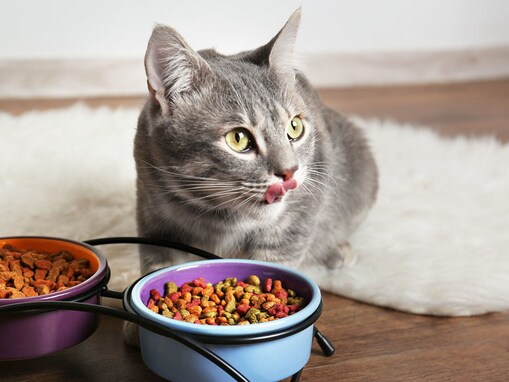 猫にとっての良い食器・悪い食器とは？注意ポイント４つと理由も