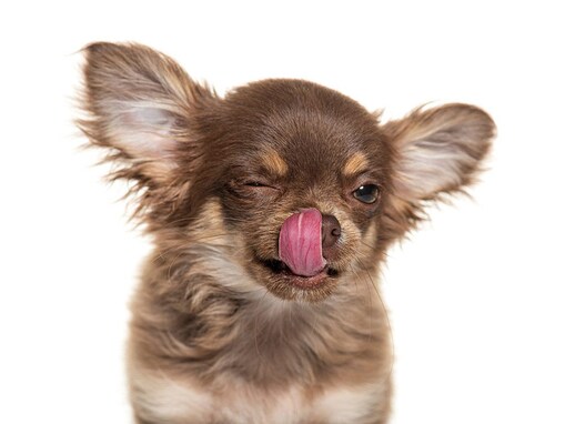 犬が口の周りを舐めるのはなぜ？　その６つの心理や理由に「意外だった」「状況にあわせて理解しよう」