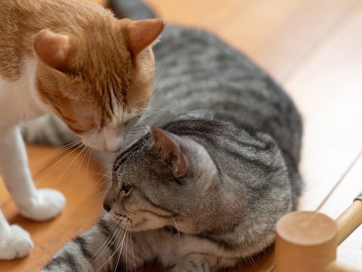 猫がほかの猫のヒゲやマユ毛を噛み切ってしまうのはなぜ？やめさせたほうがいいの？