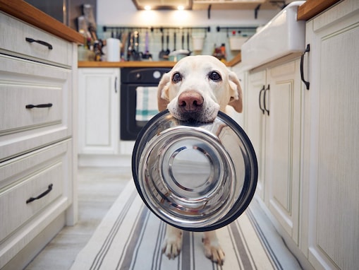 犬に食べさせてはいけない発酵食品５選！与えてもOKな発酵食品は？