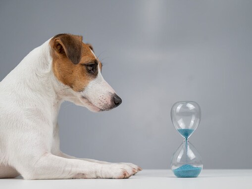犬に時間の概念はある？　人間にとっての１日は犬にとってどれくらい？