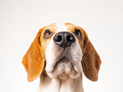 なぜ犬は鼻を鳴らすの？５つの理由や病院へ行くべき症状を解説