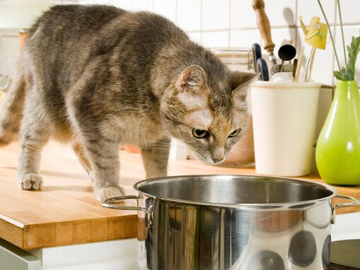 猫のご飯に使うと危険な食材３つ！理由と食べてしまった時の対処法も