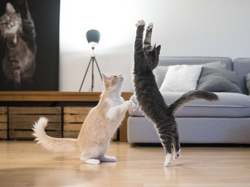 猫に必要な運動量の目安とは？室内運動の方法３選を紹介！