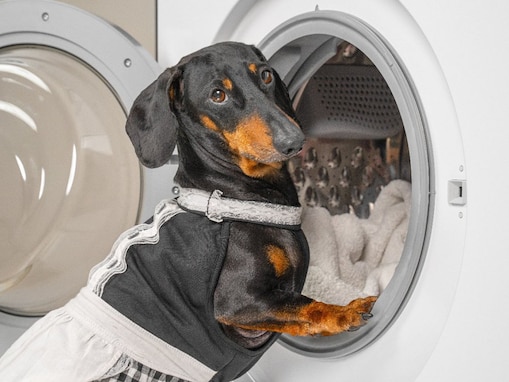 犬のベッドNGな洗い方５選！そのまま洗濯機に入れていませんか？