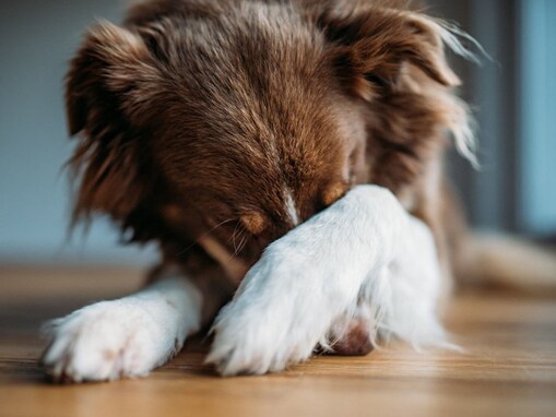 犬が大嫌いなものランキングワースト３！その理由とストレスを与えないための環境づくりとは？