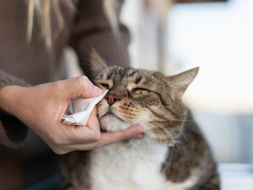猫の免疫力が下がった時の症状４つ！飼い主がすべき対処法と免疫力をあげる方法も