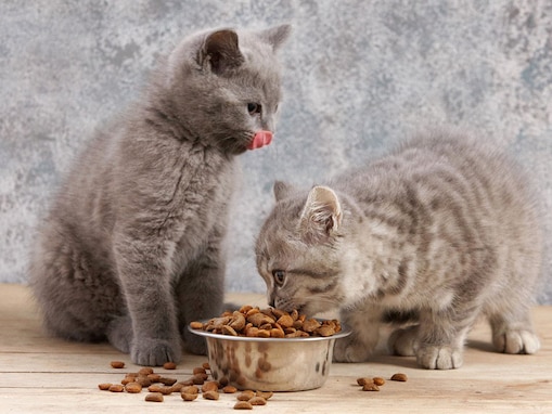 猫がご飯の食べこぼしをする原因７つ　病気が潜んでいる可能性も