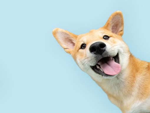 愛犬が大喜びする言葉４選　反応しやすいワードに「明らかに嬉しそうにするわ」「何気ない言葉にも喜んでくれる」