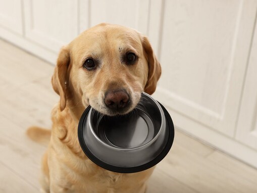 犬が「ご飯を食べたいです！」と催促している時に見せる行動や仕草４つ　かわいいからといって何度もあげないように！