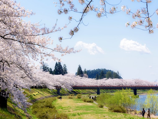 東日本の「桜の名所」人気ランキング！ 2位は秋田県「角館の桜」、1位は？