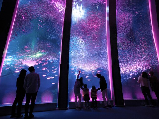 横浜・八景島シーパラダイスの「海中桜」でお花見！ 生きものたちと花々が競演する「#はなパラ」開催