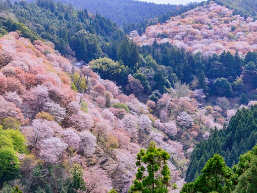 「旅行で行ってみたいお花見スポット」ランキング！ 2位は奈良県「吉野山」、では1位は？