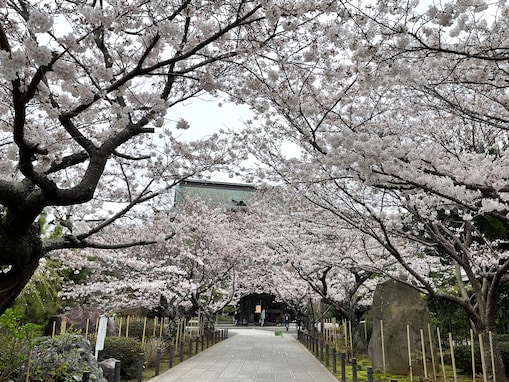 【鎌倉の桜2024】お花見スポットはいつ満開？ すでにかなり咲き進んでいる場所も（4/3現地確認）