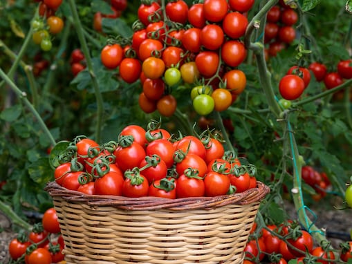 イタリアじゃない？ 「トマト」の生産量が多い国ランキング！ 2位は「インド」、1位は？