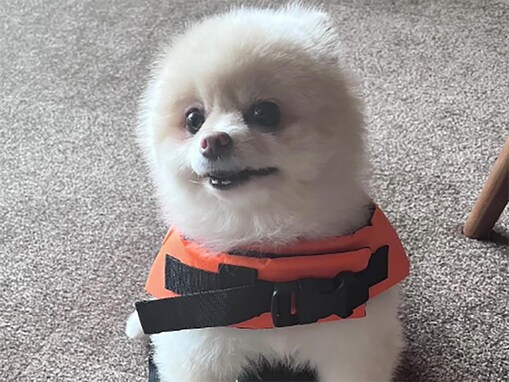 「あまりにも可愛い」上田竜也、"チビ"に車でサービス！ 「来世はチビちゃんになりたいです」