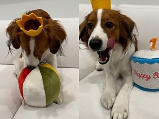 「デコピン優勝」大谷翔平、愛犬の誕生日を祝福し反響！「何度見てもかわいい」「デコピンになりたい」